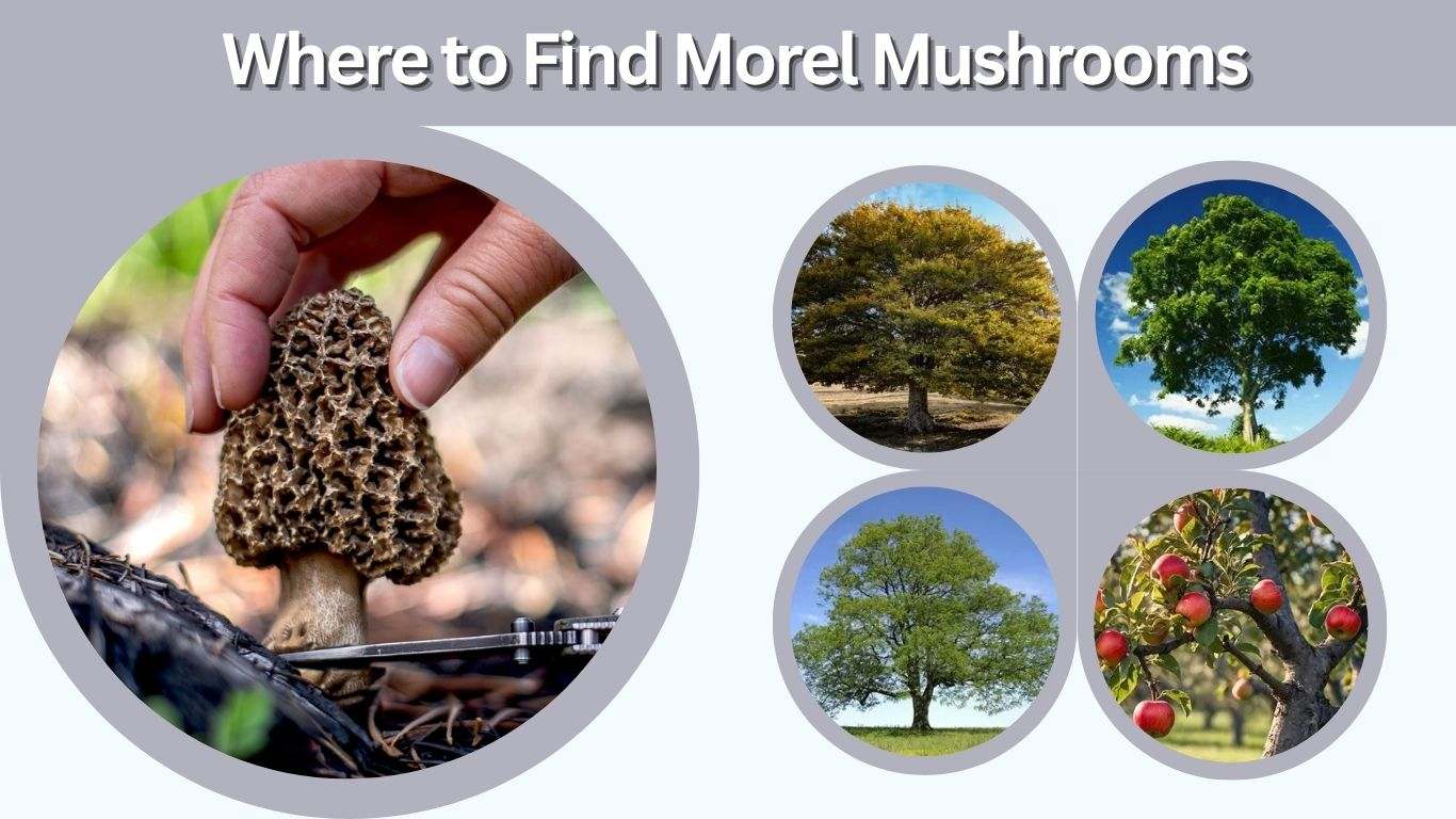 Where to Find Morel Mushrooms: Best Places and Timing