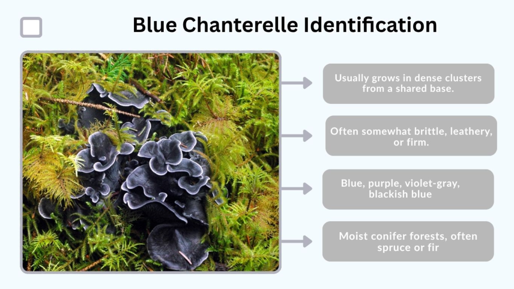 Blue Chanterelle Identification
