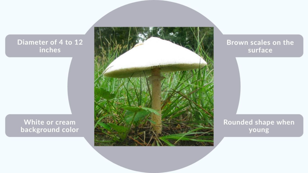 Green-Spored Parasol Identification Guide
