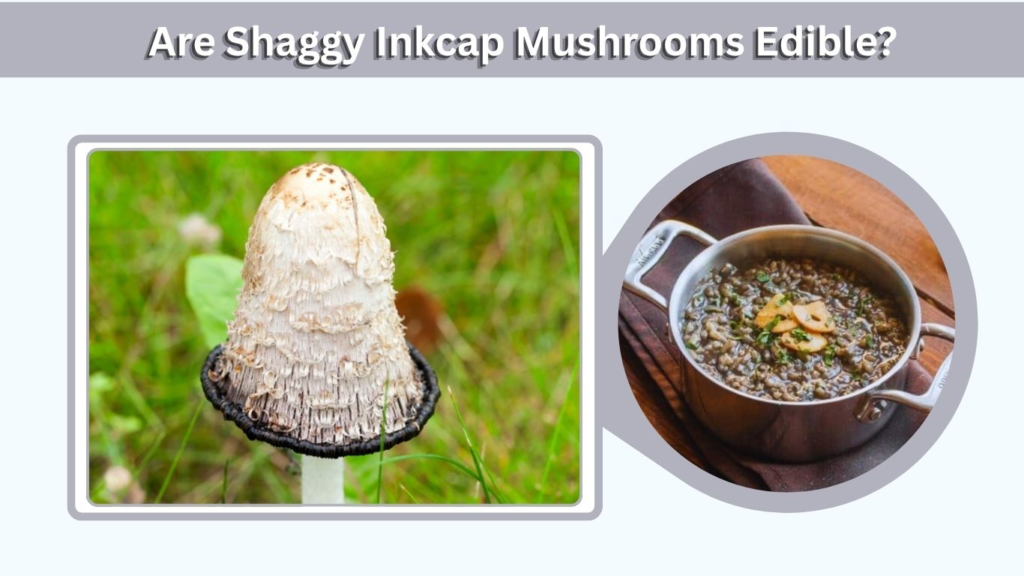 Are Shaggy Inkcap Mushrooms Edible?