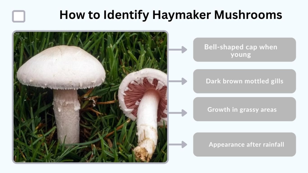 How to Identify Haymaker Mushrooms