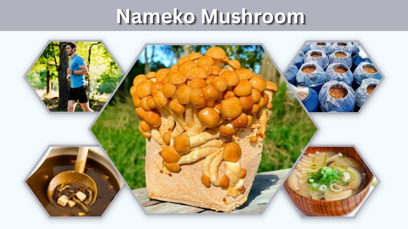 Nameko Mushroom: Taste, Recipes, Benefits and Uses