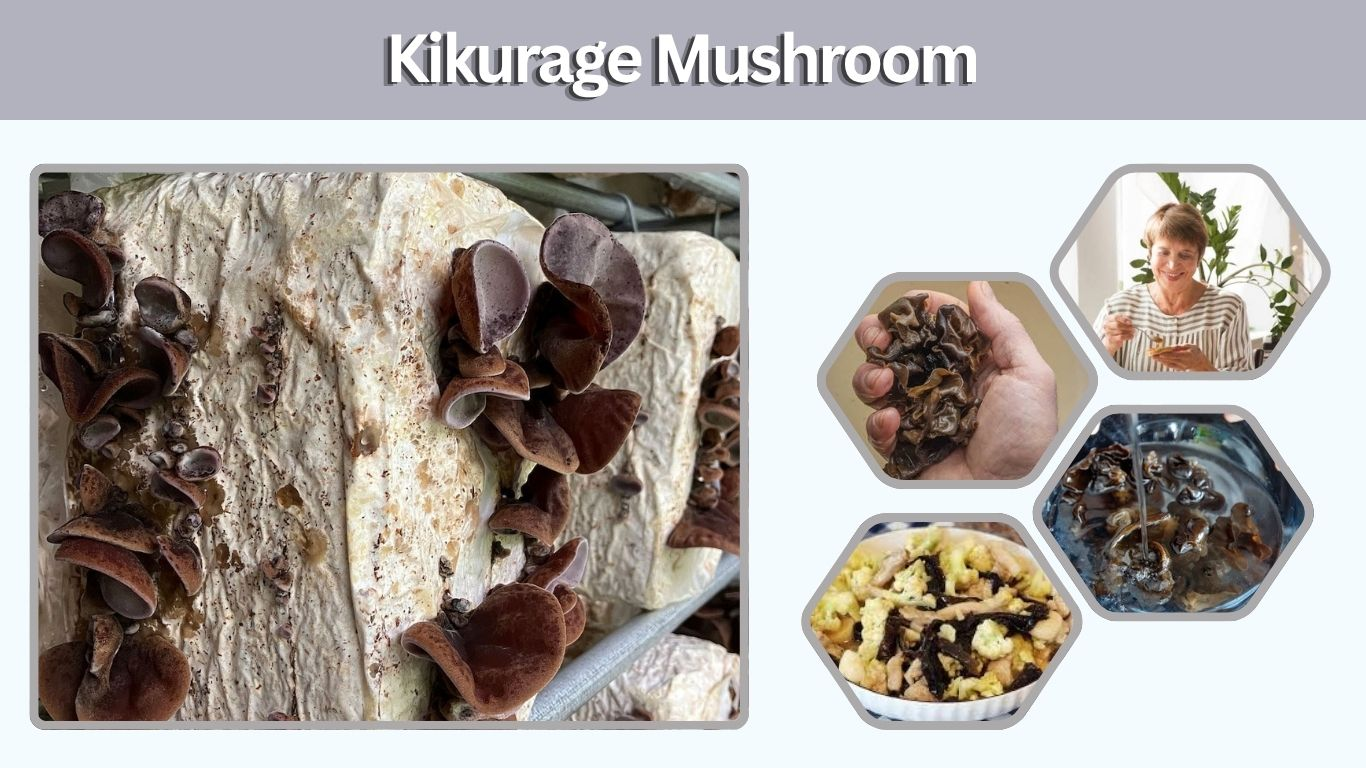 Kikurage Mushroom: Taste, Benefits, Nutrition and Uses
