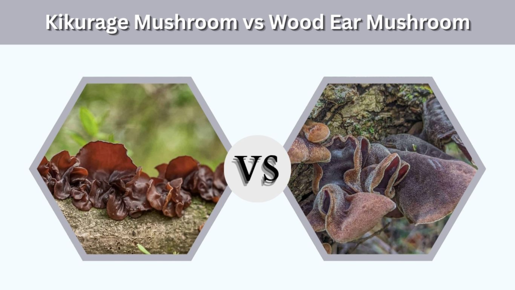 Kikurage Mushroom vs Wood Ear Mushroom
