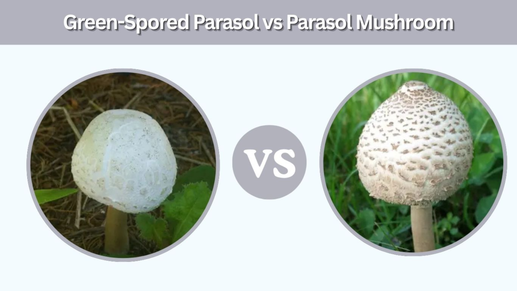 Green-Spored Parasol vs Parasol Mushroom