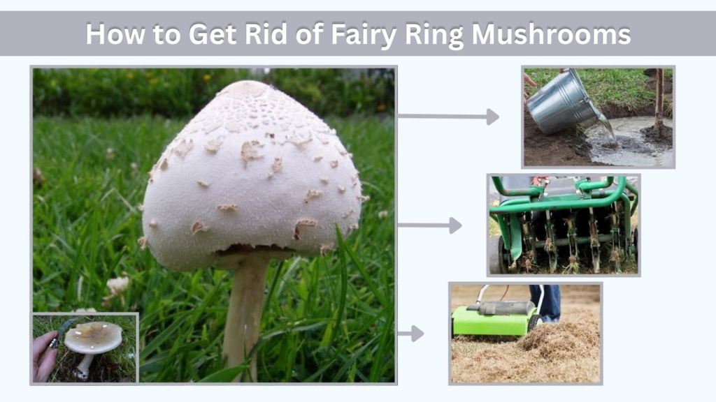 How to Get Rid of Fairy Ring Mushrooms