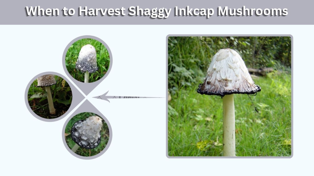 When to Harvest Shaggy Inkcap Mushrooms