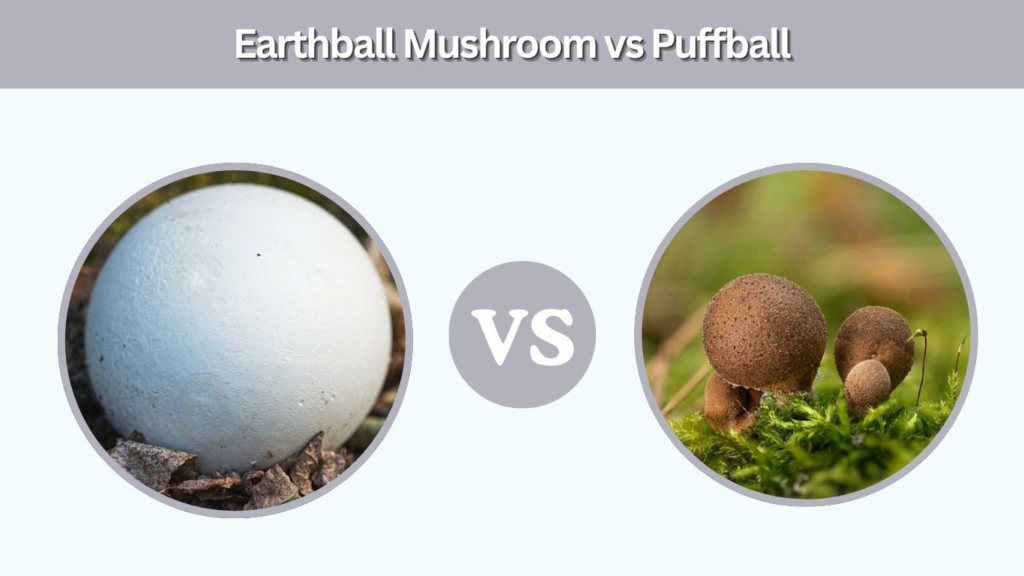 Earthball Mushroom vs Puffball
