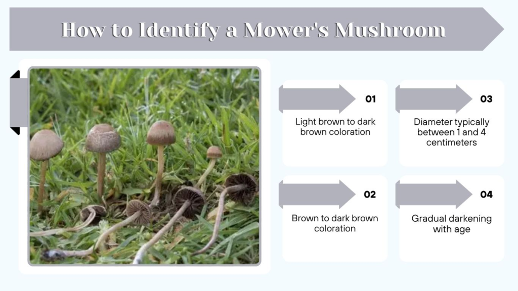 How to Identify a Mower's Mushroom