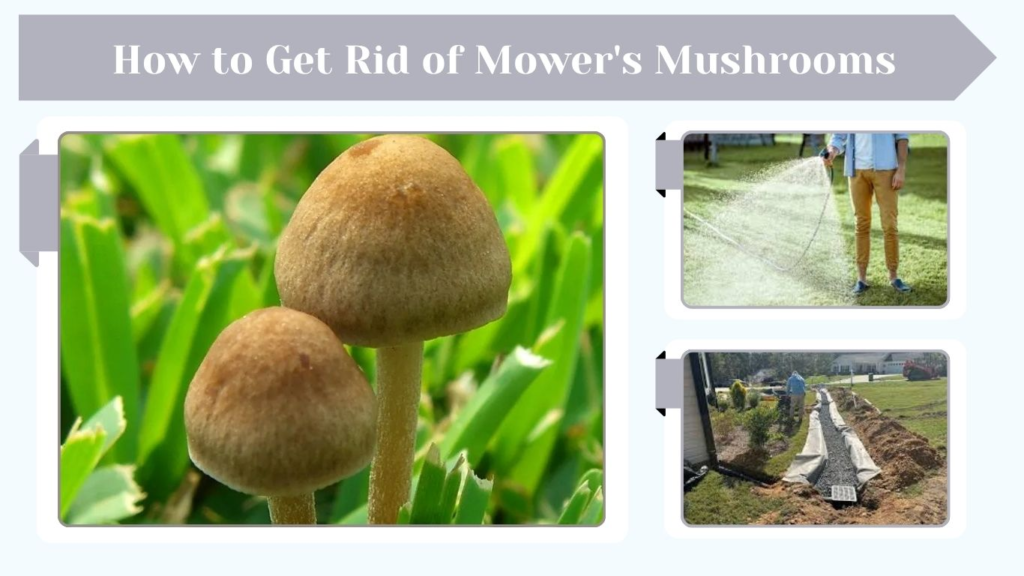 How to Get Rid of Mower's Mushrooms