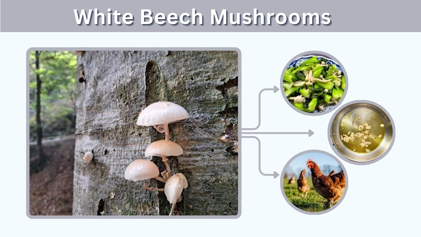 White Beech Mushrooms: Benefits, Nutrition and Recipes