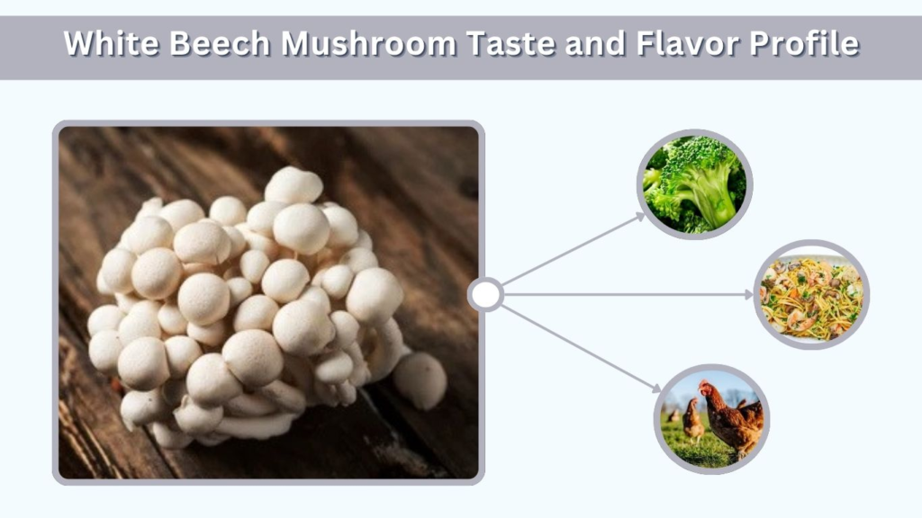 White Beech Mushroom Taste and Flavor Profile