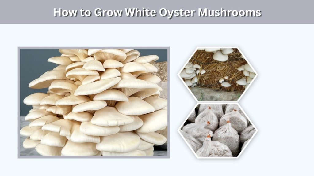 How to Grow White Oyster Mushrooms