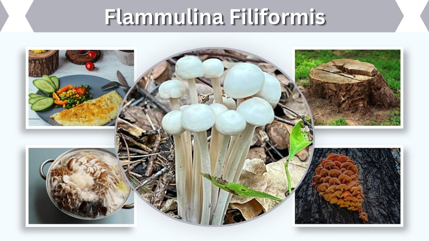 Flammulina Filiformis: Enoki Mushroom Facts and Uses