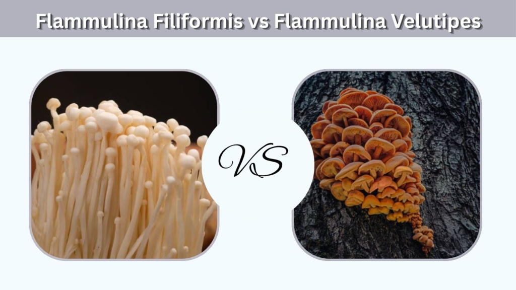 How to Cook Flammulina Filiformis