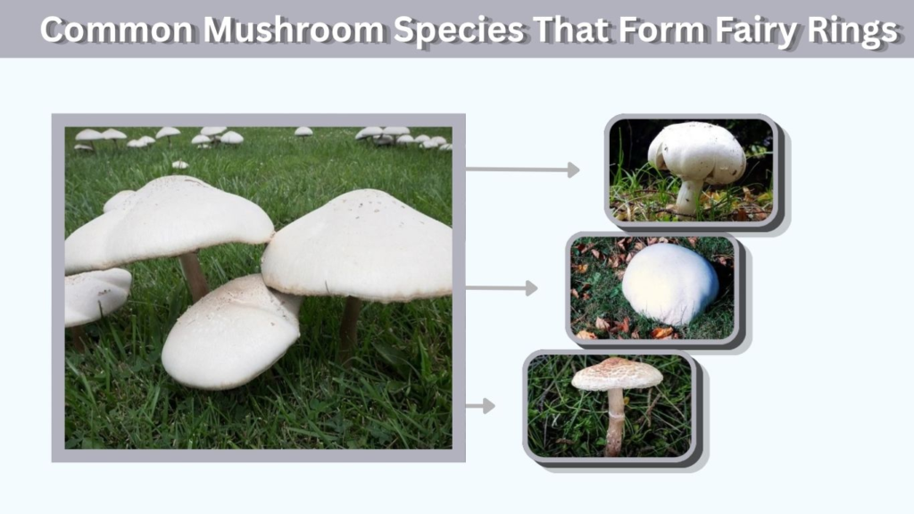 Common Mushroom Species That Form Fairy Rings