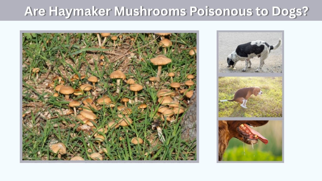 Are Haymaker Mushrooms Poisonous to Dogs?