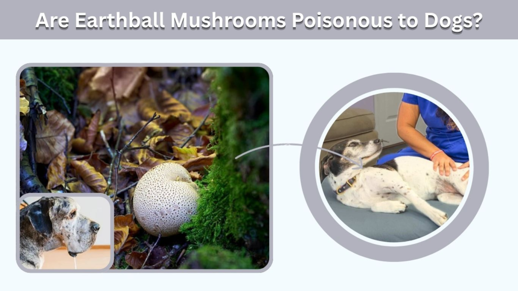 Are Earthball Mushrooms Poisonous to Dogs?