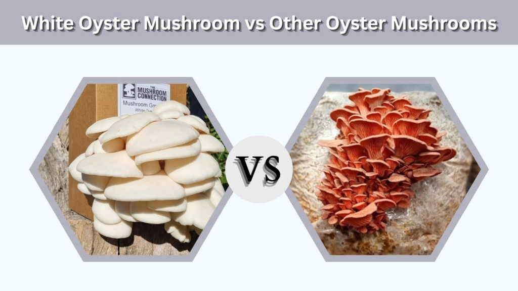 White Oyster Mushroom vs Other Oyster Mushrooms
