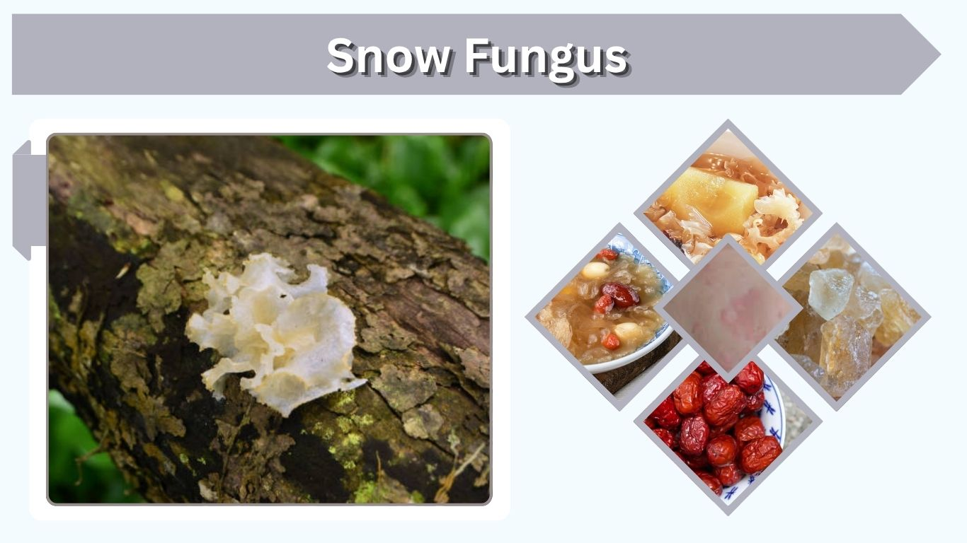 Snow Fungus: Benefits, Nutrition and How to Use It