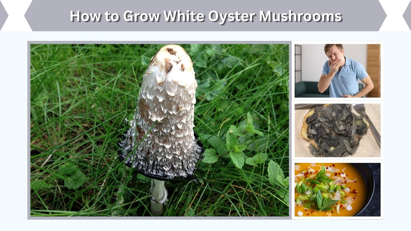 Inky Cap Mushrooms: Identification, Edibility and Safety Guide