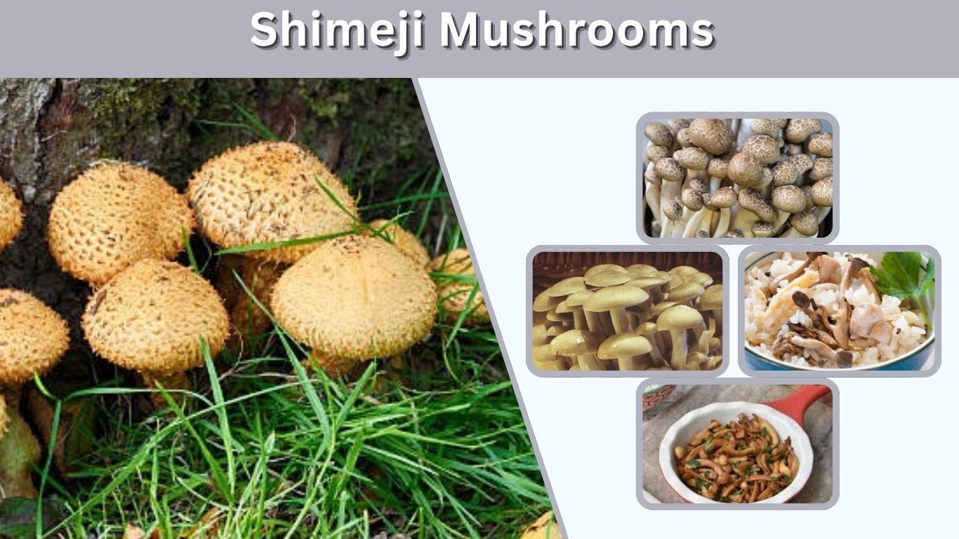 Shimeji Mushrooms: Taste, Types, Cooking and Benefits