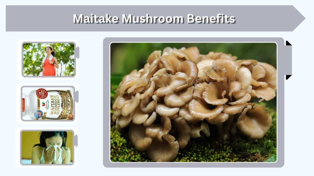 Maitake Mushroom Benefits