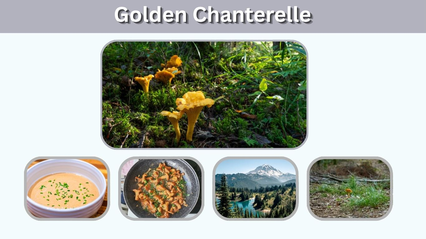 Golden Chanterelle: Identification, Taste, and Recipes