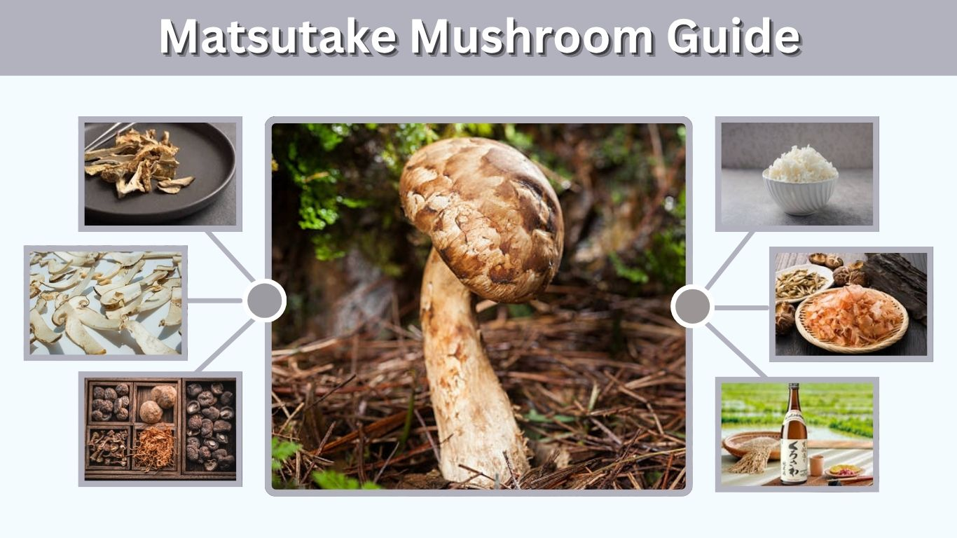 Matsutake Mushroom Guide: Taste, Benefits, and Recipes