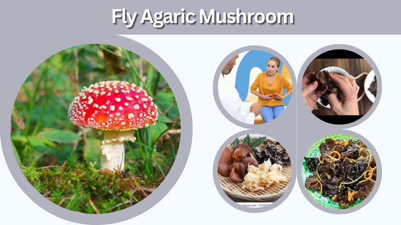 Fly Agaric Mushroom: Effects, Toxicity and Safety Guide