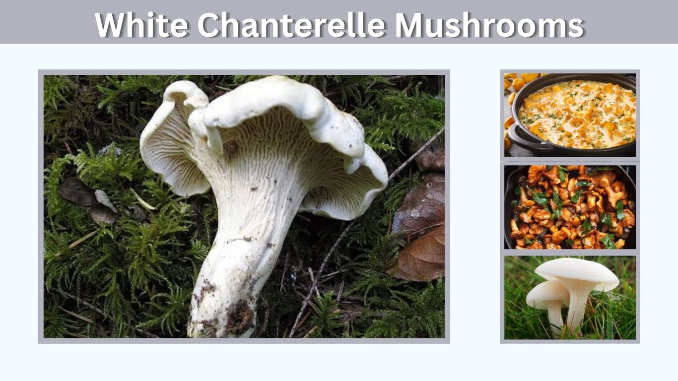 White Chanterelle Mushrooms: ID, Look-Alikes and Uses