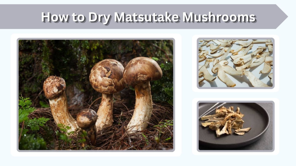 How to Dry Matsutake Mushrooms