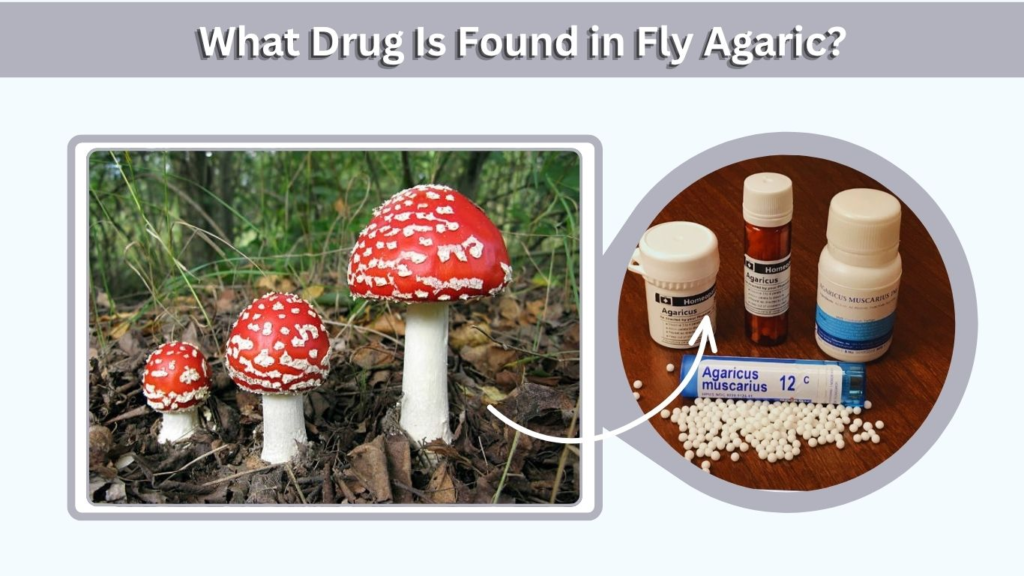 What Drug Is Found in Fly Agaric?