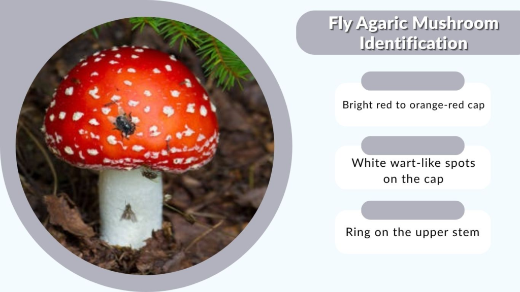 Fly Agaric Mushroom Identification