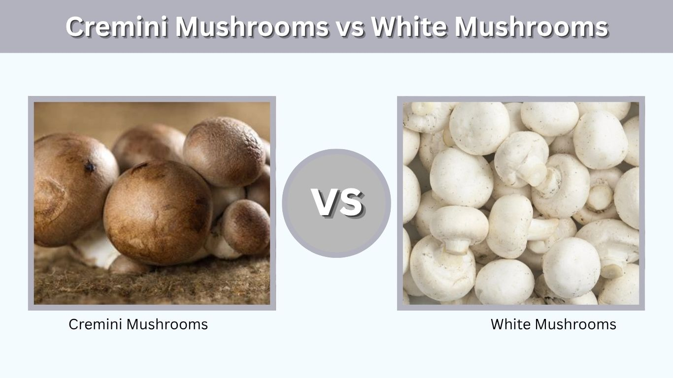 Cremini Mushrooms vs White Mushrooms: Taste, Uses, Nutrition