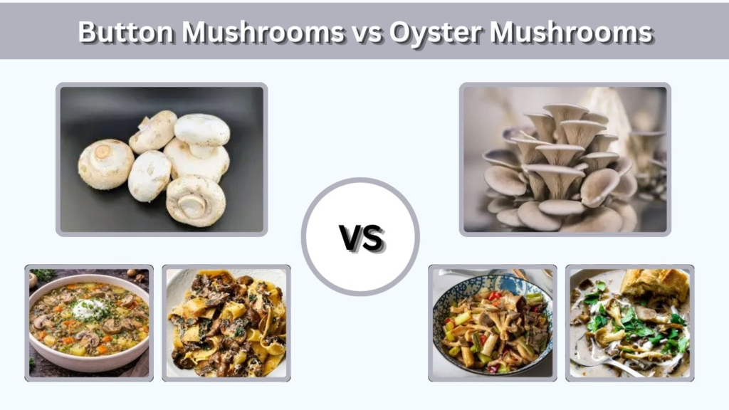 Button Mushrooms vs Oyster Mushrooms