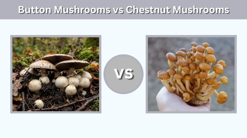 Button Mushrooms vs Chestnut Mushrooms