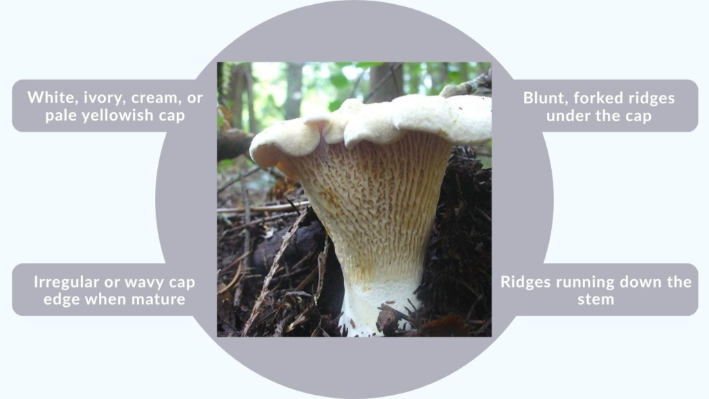 White Chanterelle Identification