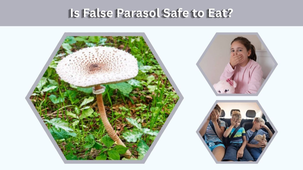 Is False Parasol Safe to Eat?