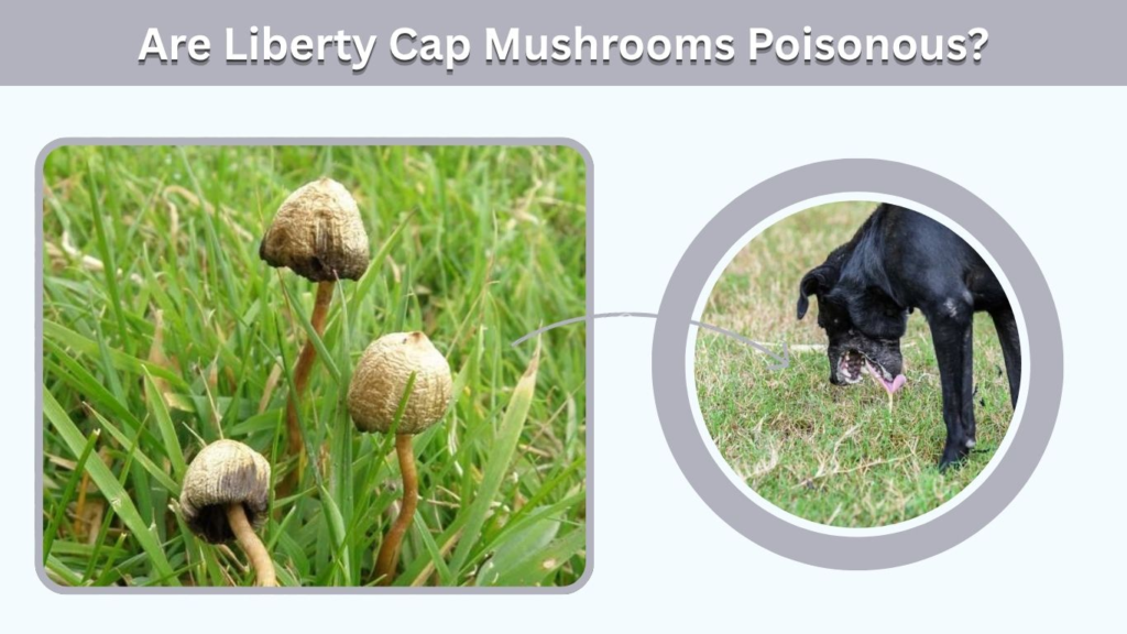 Are Liberty Cap Mushrooms Poisonous?