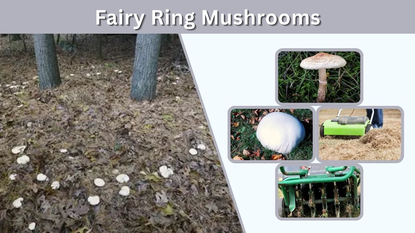 Fairy Ring Mushrooms: Identification, Safety and Lawn Care