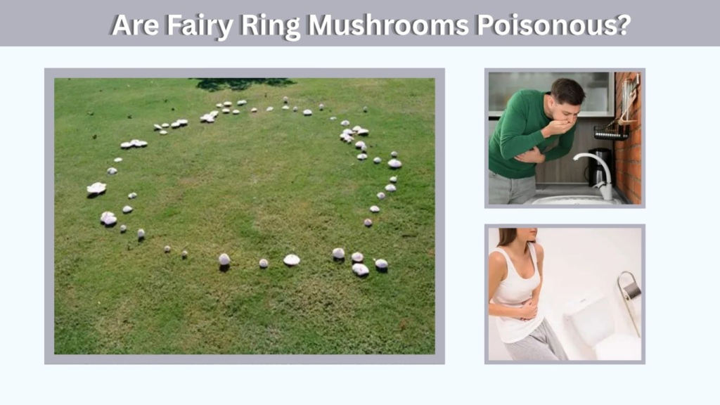 Are Fairy Ring Mushrooms Poisonous?