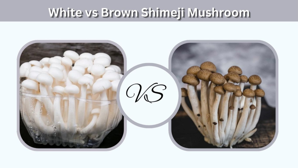 White vs Brown Shimeji Mushroom