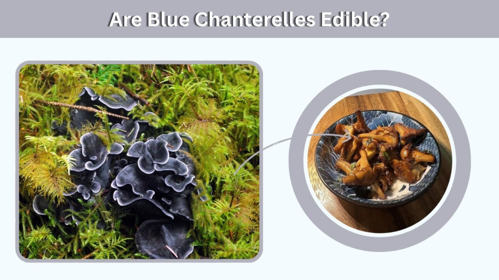 Are Blue Chanterelles Edible?