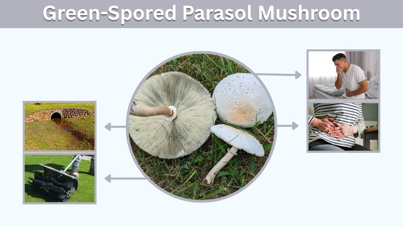 Green-Spored Parasol Mushroom: Identification and Toxicity Guide